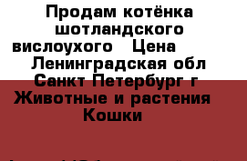 Продам котёнка шотландского вислоухого › Цена ­ 8 000 - Ленинградская обл., Санкт-Петербург г. Животные и растения » Кошки   